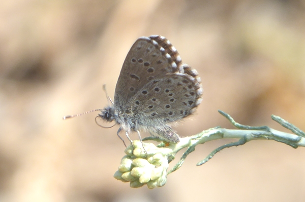 2 , Pseudophilotes barbagiae